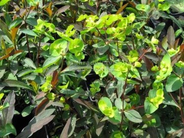 Euphorbia amygdaloides " Purpurea " - pryšec mandloňovitý Zahradnictví Krulichovi - zahradnictví, květinářství, trvalky