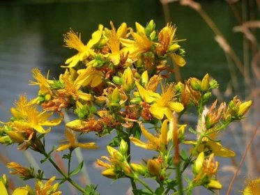 Hypericum Perforatum Flower aka St John's Wort: Benefits and Care Tips