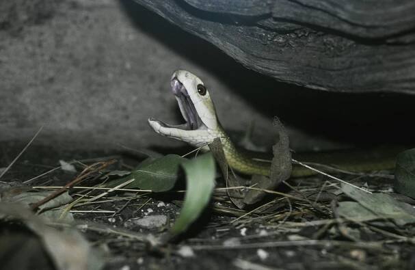 Serpiente en posición de ataque