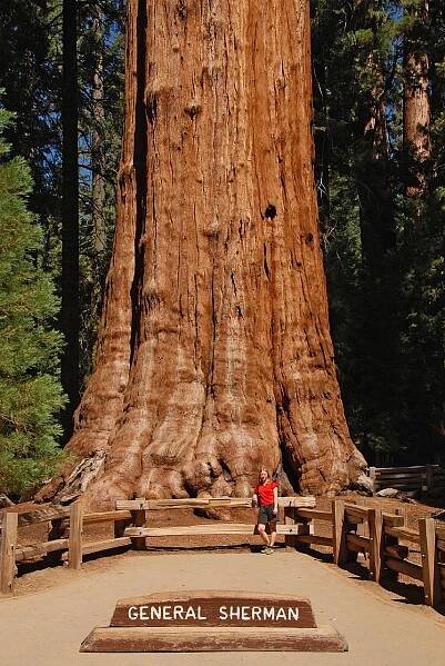 General Sherman v Národním parku Sequoia | © Tobias