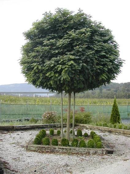 Robinia pseu. Umbraculifera Robinia pseu. Umbraculifera Robinia pseud. ˝ Umbraculifera ˝- okrogla robinija