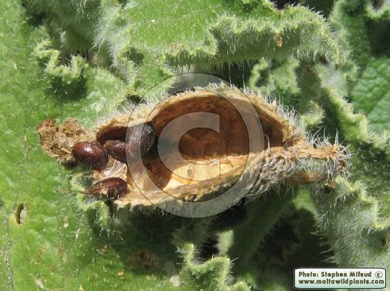 Ecballium elaterium / Squirting Cucumber / Faqqus il-ħmir