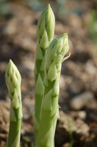 Grüner Spargel | Spargel & Erdbeeren Gänger