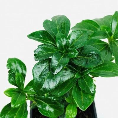 Pachysandra terminalis  Tlustonitník klasnatý