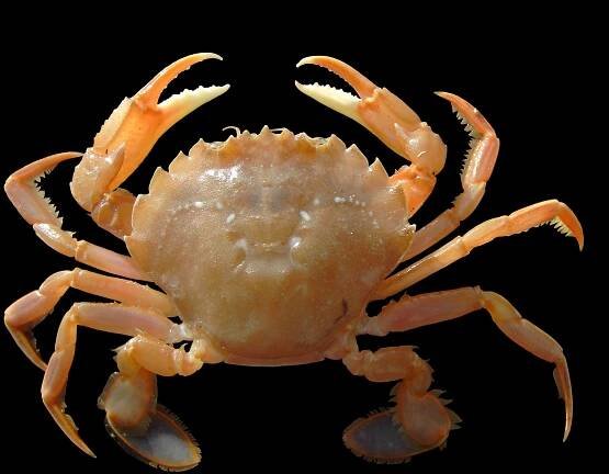 Polybius holsatus