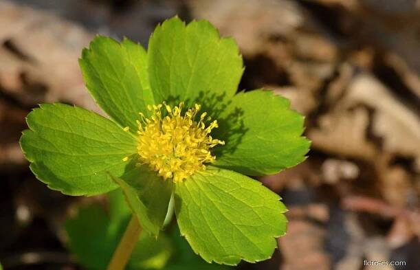 Hvězdnatec zubatý (Hacquetia epipactis)