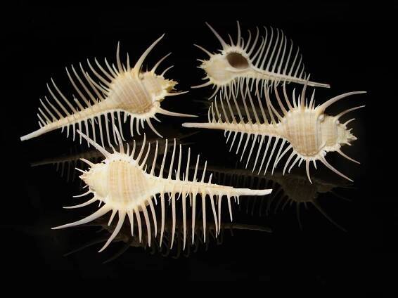 Murex pecten