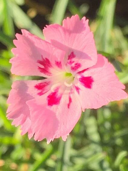 Hvozdík péřitý 'Dixie Red Rose Bicolor', květník 0,5l