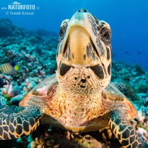 Kareta pravá | Naturfoto.cz