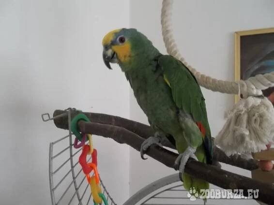 Amazoňan venezuelský