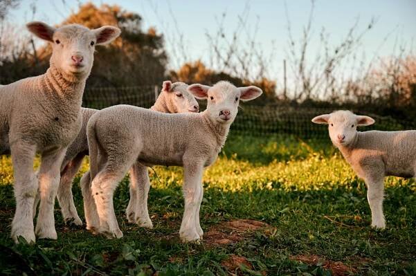 Quinta Vale da Lama’s Sheep