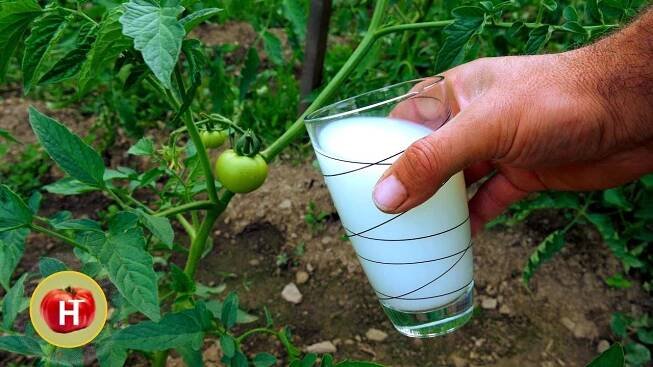 Give MILK to your TOMATO, CUCUMBER - 100% WORKING!