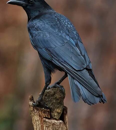 American Crow standing on a post.