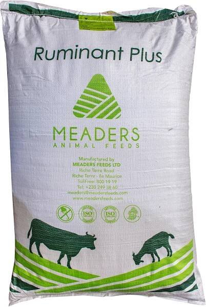 Ruminant