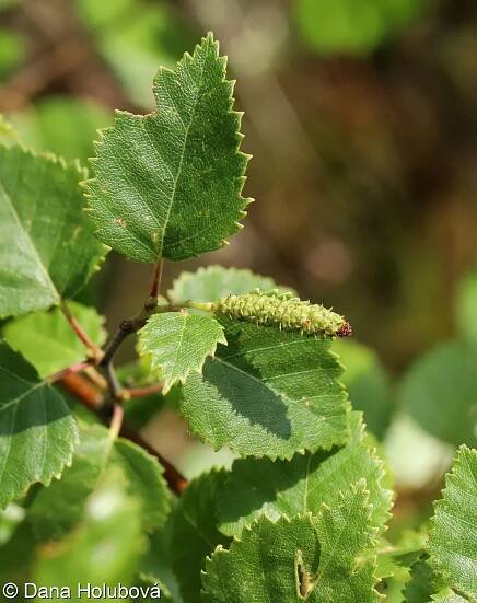 Betula pubescens – bříza pýřitá • Pladias: Databáze české flóry a vegetace