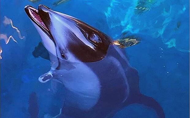 Helen the Pacific White Sided Dolphin, Vancouver Aquarium