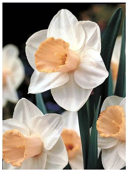 Narcis SALOME