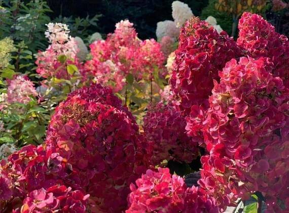 Popis odrůdy hortenzie paniculata Wims Red, výsadba a péče, aplikace
