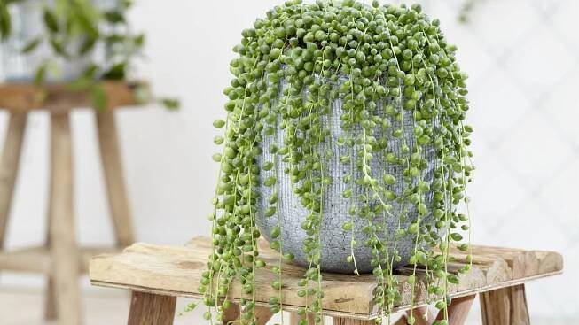 Senecio rowleyanus