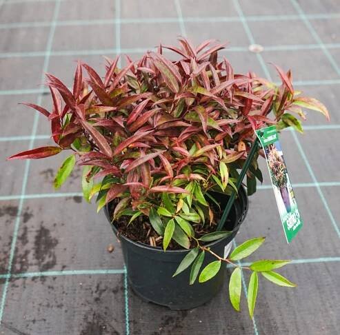 Leucothoe keiskei 'Opstal50' BURNING LOVE® - Havlis.cz