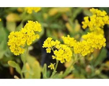 Tařice skalní 'Compact Goldkugel' - Alyssum saxatile 'Compact Goldkugel' Květník o průměru 9 cm