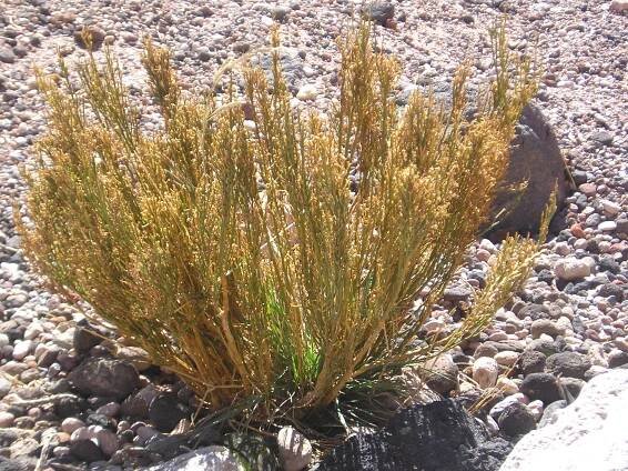 Gnetophyta