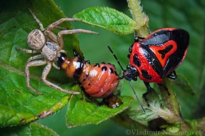 Xysticus sp. Perillus bioculatus Leptinotarsa decemlineata_Krasnodar Territory_North-Western Caucasus_spider_true bug_larvae_beetle_stink bug