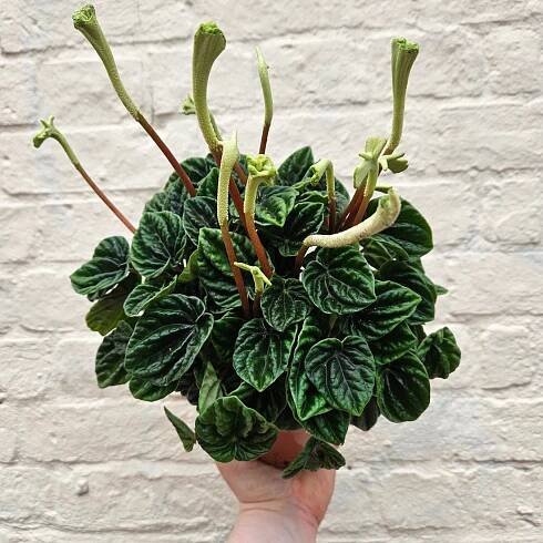 Peperomia caperata &
