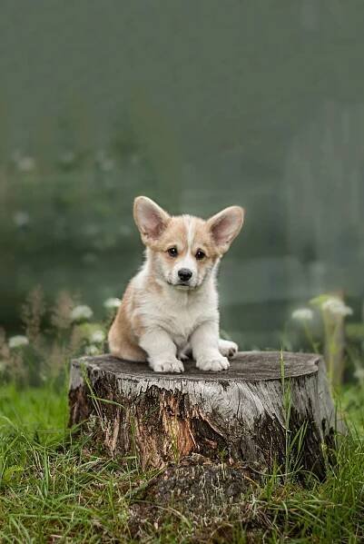 Vrh E - Litter E :: ANIREKA Pembroke Welsh Corgi Kennel