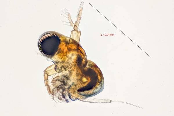 Site Visit #116: Little Water | The Microscopic Life of Shetland Lochs