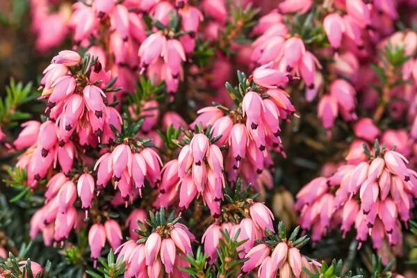 The best winter heathers including Erica carnea and Erica x darleyensis | Gardens Illustrated