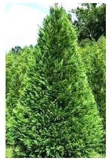 Cupressocyparis leylandii Cypřišek Leylandův