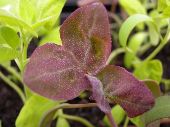 Richard's orach. Photo: Sara Heitlinger