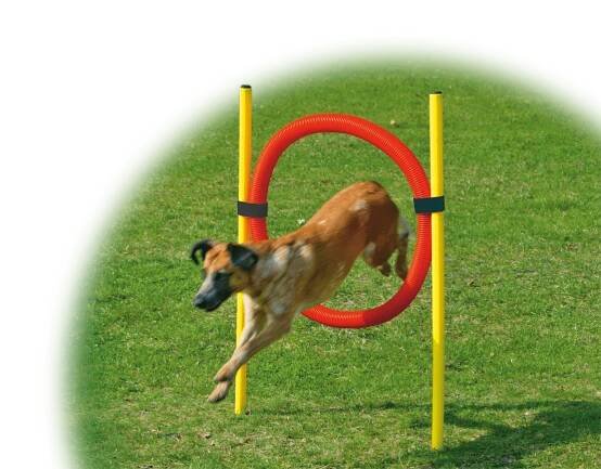 Hračky pro psy Set proskakovací DOG FANTASY Agility | Super zoo