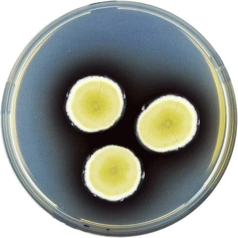 Aspergillus funiculosus