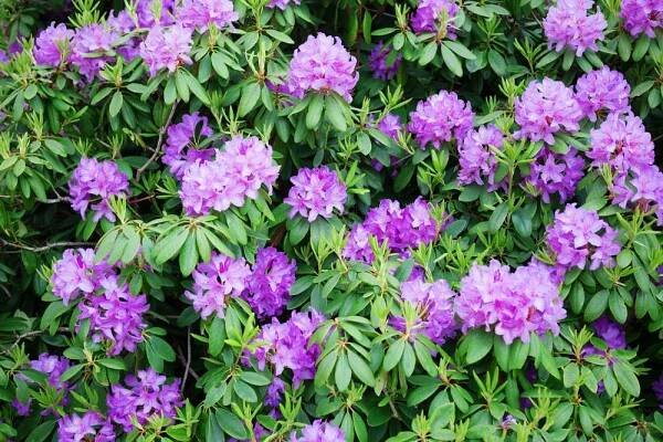 Mnoho krásných azalea květiny — Stock obrázek