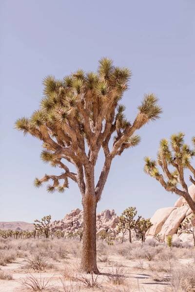 Joshua Tree Adventure - ING Weddings