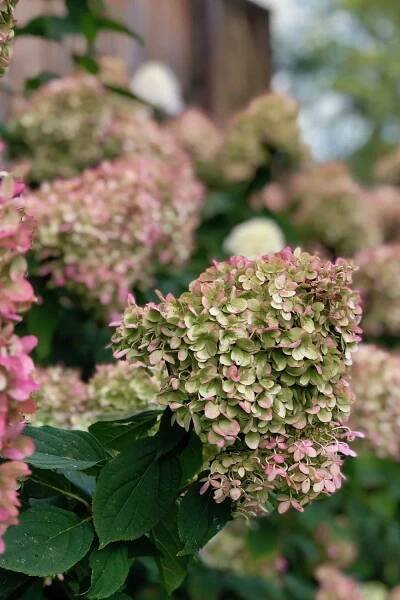 Little Lime hydrangea care