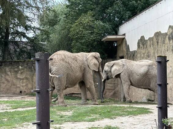 Dovolená Zoo A Safari Ve Dvoře Králové Česká republika