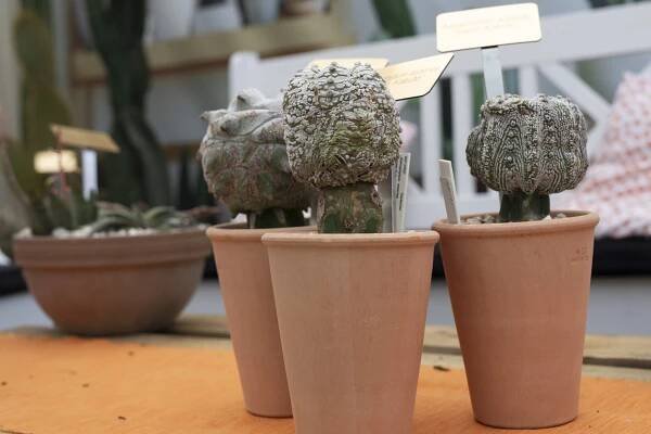 Sukulenty, které se hodí do interiéru, představí letní výstava v Botanické zahradě Praha – Česko objektivem