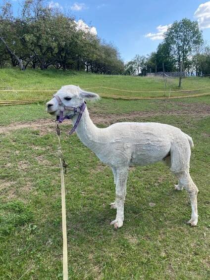 Lama alpaka