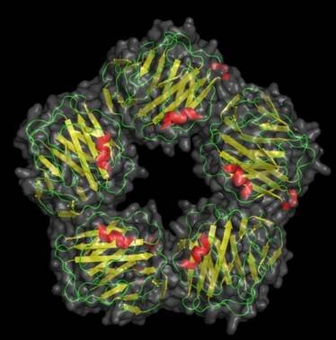 C-reaktives Protein