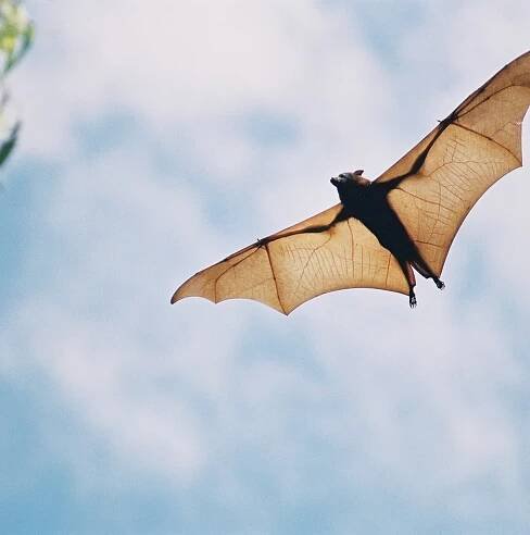 Bats have a unique superpower. Climate change is turning it into a liability.
