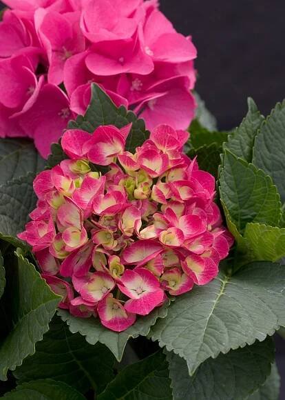 Cityline® Paris - Bigleaf Hydrangea - Hydrangea macrophylla | Proven Winners