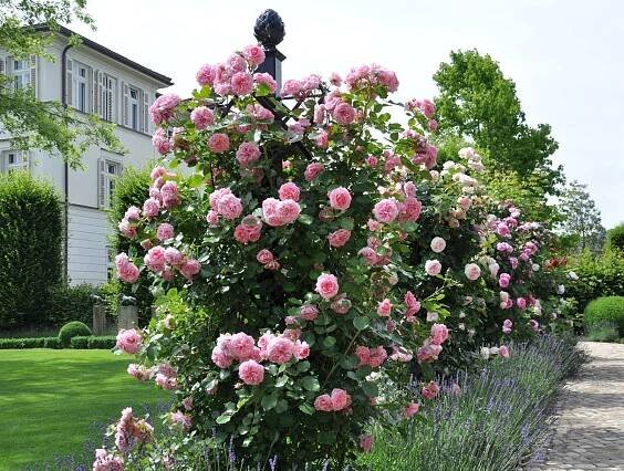 Ranksäule ‘Charleston’ von Classic Garden Elements bändigt die Rose ‘Mamma Mia’ von Poulsen
