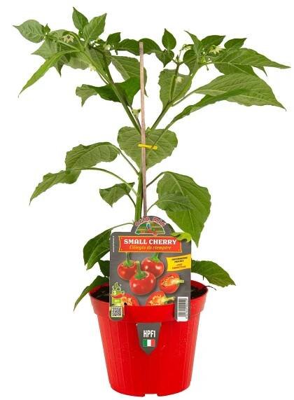 Chilli paprička Hot Small Cherry F1, neroubovaná, průměr květináče 14 cm