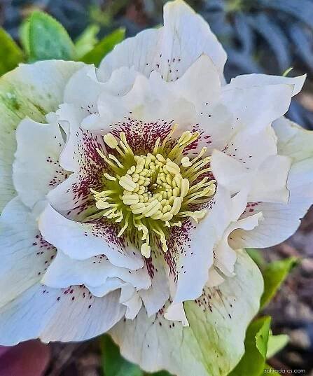 Čemeřice (Helleborus)