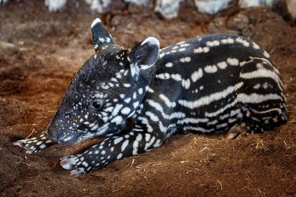 Zoo Praha přivítala od uzavření již sto třicet mláďat