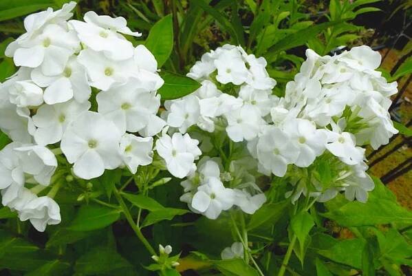 Phlox paniculata ́Rembrand ́
