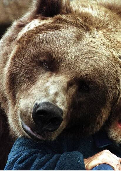Bart the Bear